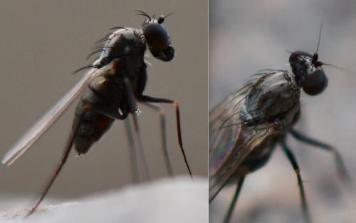Medetera sp.
